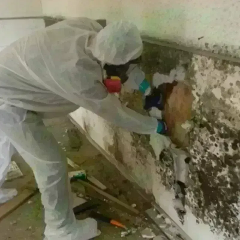 Mold Remediation and Removal in Wayne County, NE